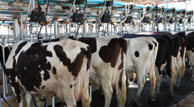 Embrapa utiliza IoT para redução de estresse e infecções em vacas durante a produção de leite