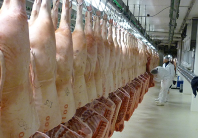 Qualidade da carne suína começa com seleção genética dos animais